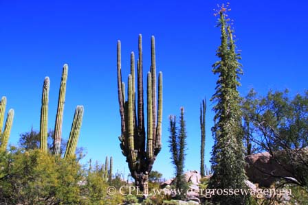 Elephant_Cactus_Baja_California
