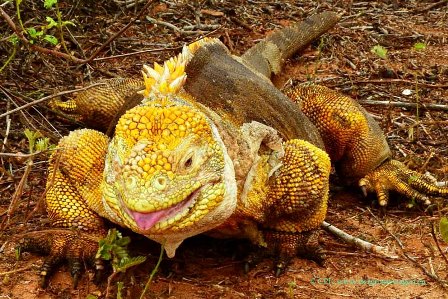 Galapagos_Landleguan