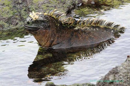 Galapagos_Meerechse