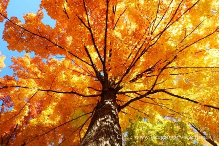 Indian_Summer