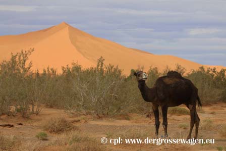 Marokko_Erg_Chebbi
