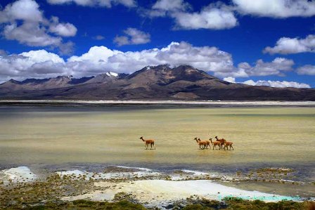 Salar_de_Surire