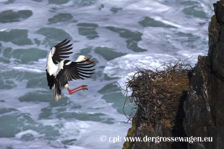 Storch_Portugal