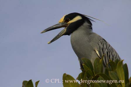 Yellow-crowned_Night-Heron